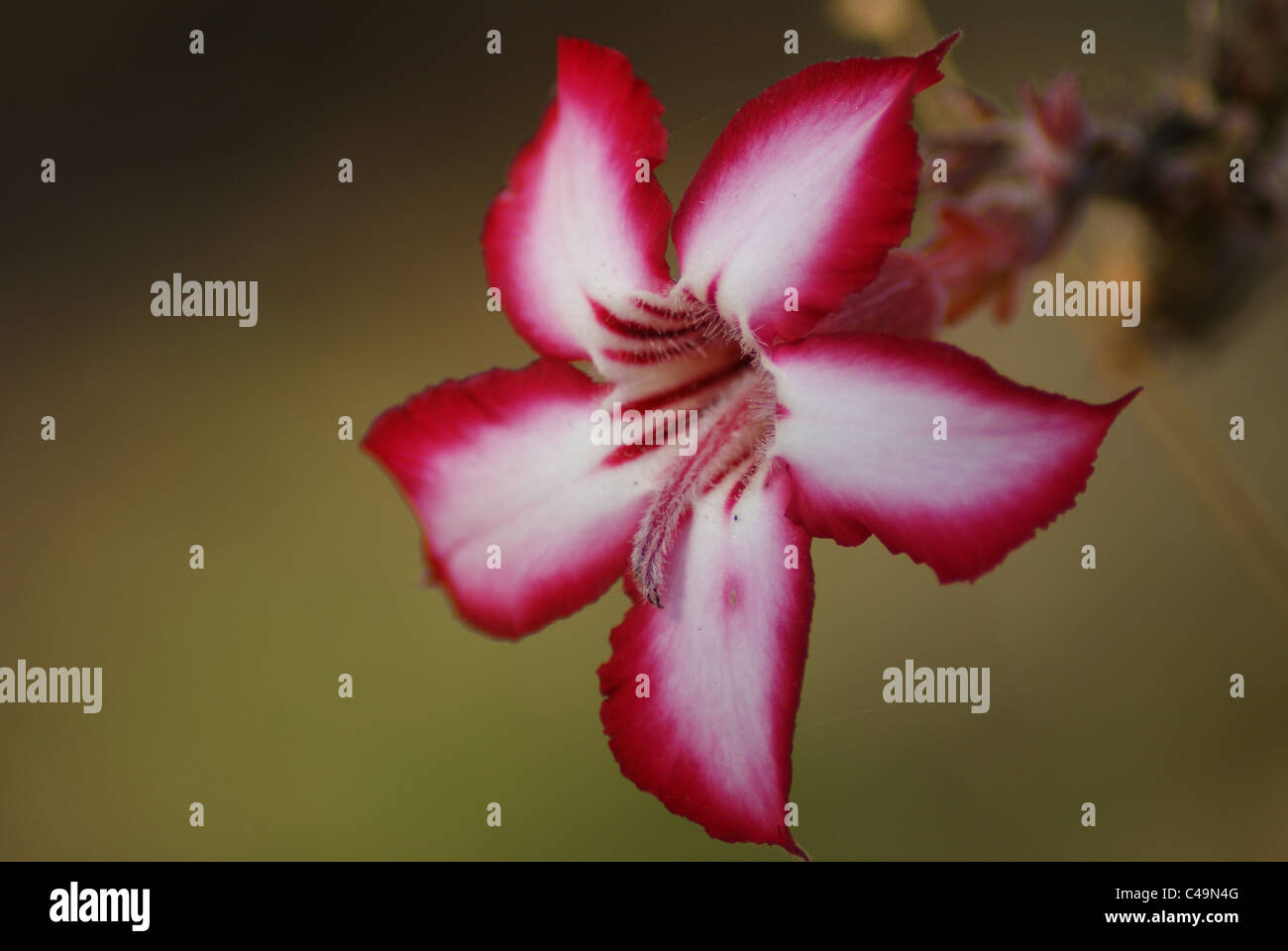 Impala Lily flower Stock Photo