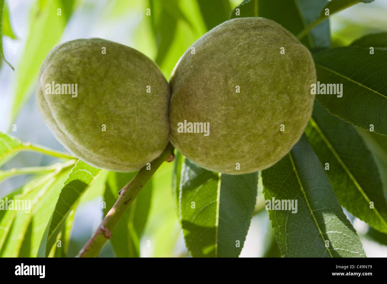 Prunus dulcis Young Almonds Growing on a Tree Stock Photo Alamy