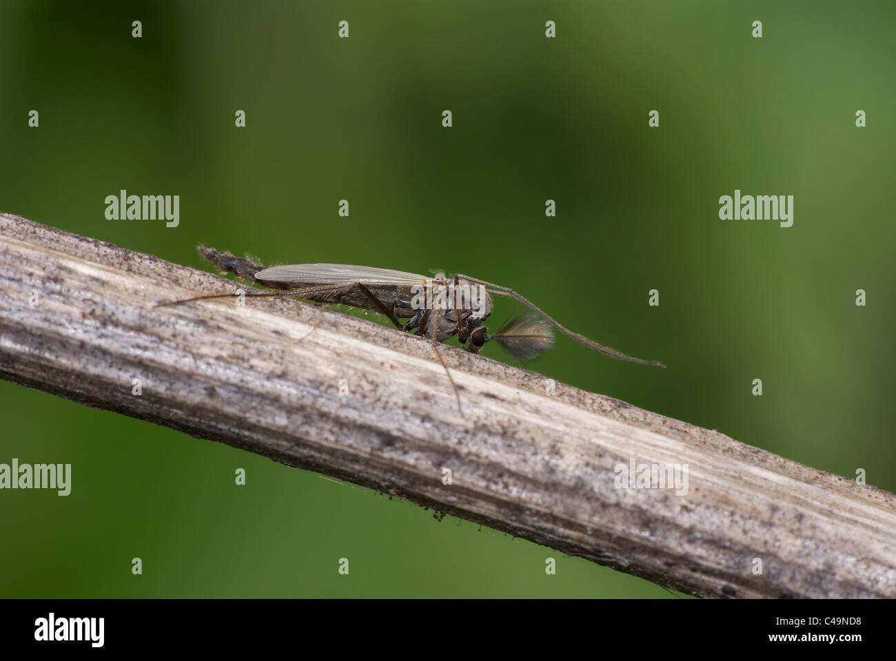 Furry bug hi-res stock photography and images - Alamy
