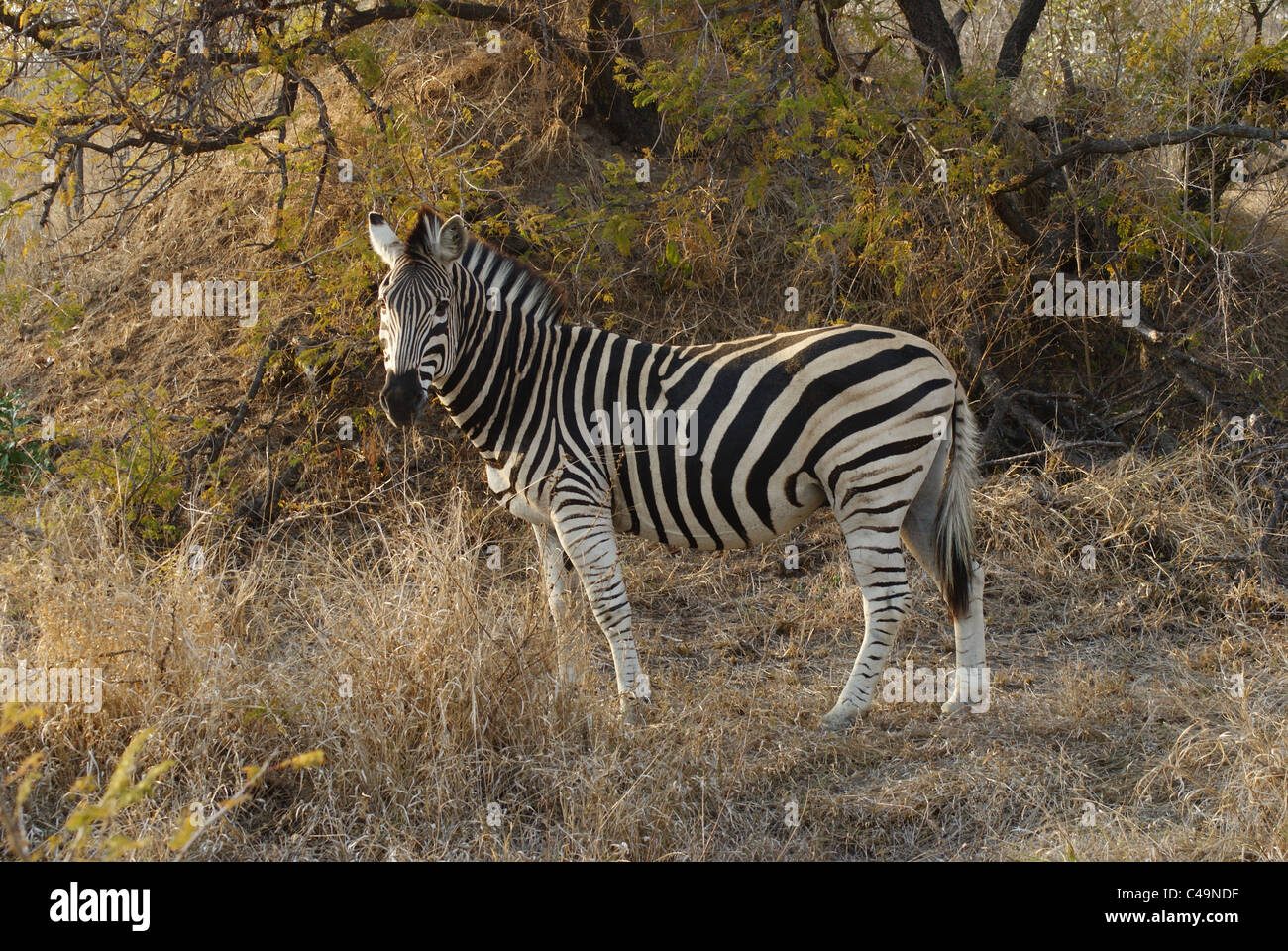 Zebra in Kruger National Park, South Africa Stock Photo