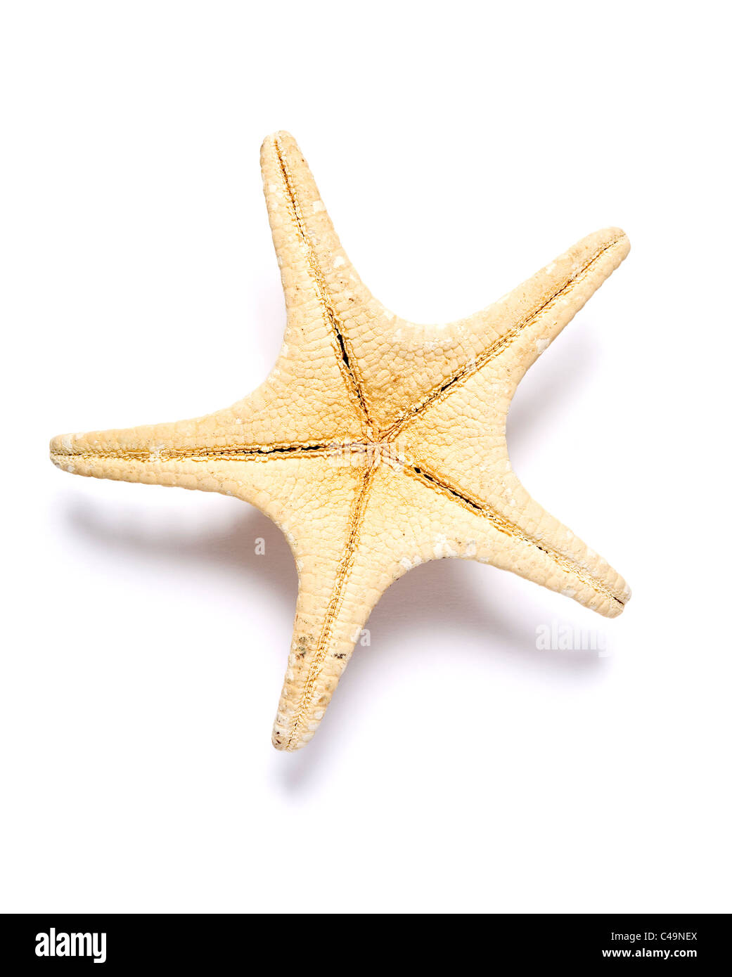 Starfish Shell Shape Starfish belly hi-res stock photography and images - Alamy