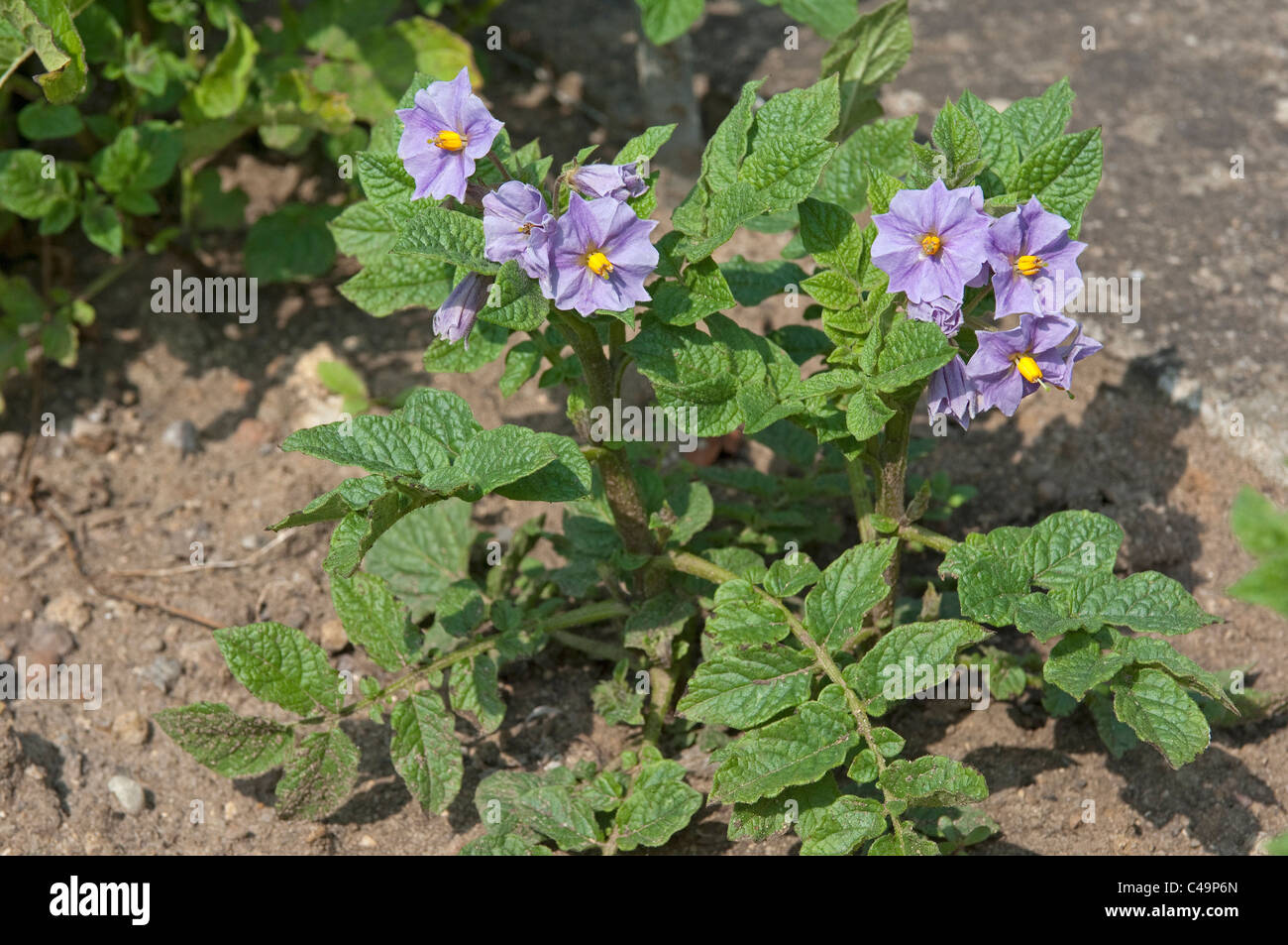 Andean Potato (Solanum juzepczukii), flowering. Stock Photo