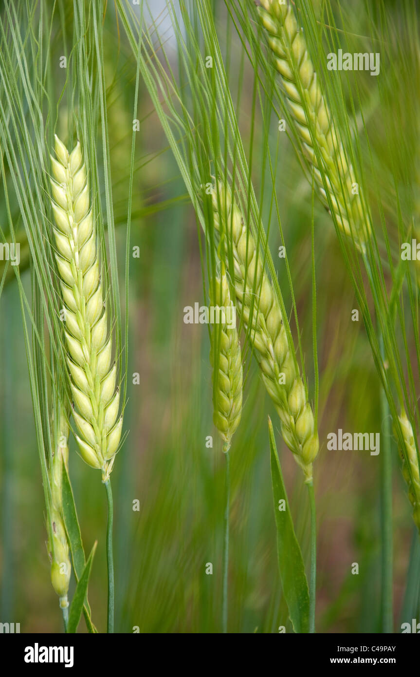 Two-rowed Barley (Hordeum distichon), unripe ears. Stock Photo