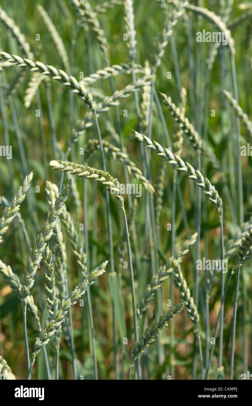 Unripe Spelt (Triticum spelta) in a field. Stock Photo
