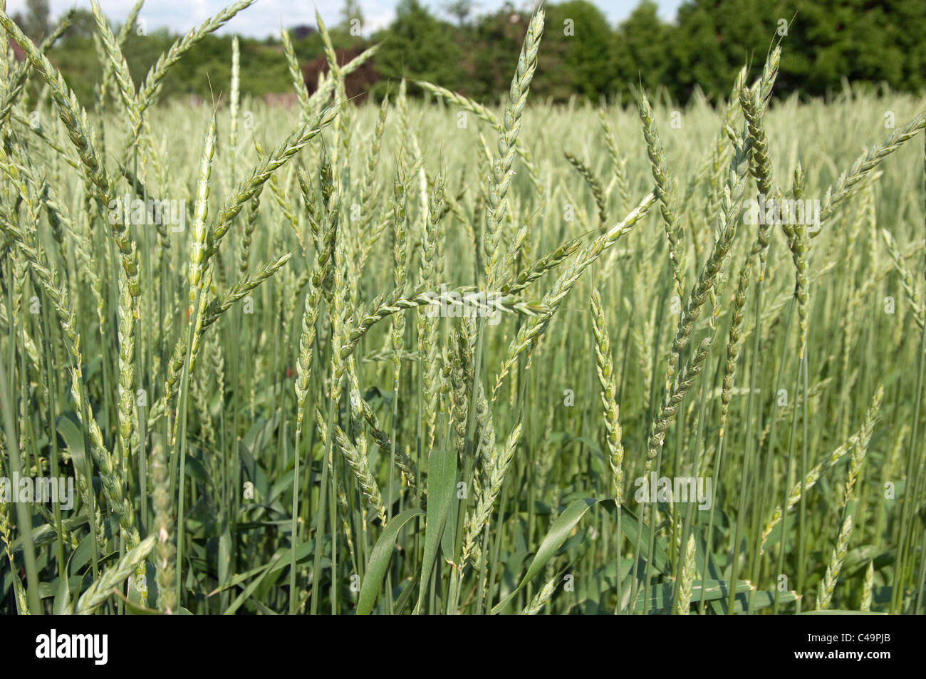 Unripe Spelt (Triticum spelta) in a field. Stock Photo