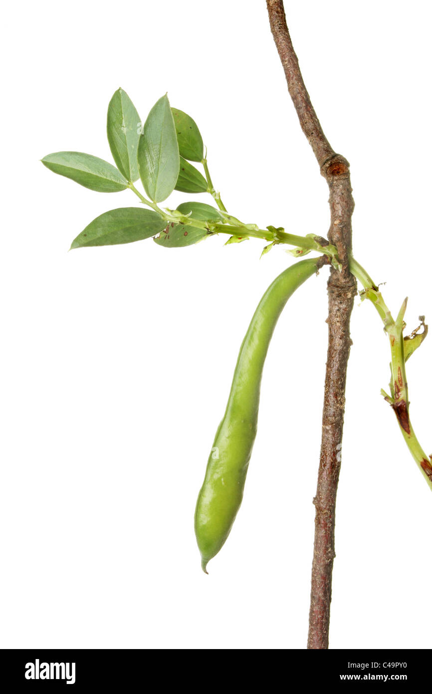 Broad bean plant and pod growing against a supporting stick Stock Photo