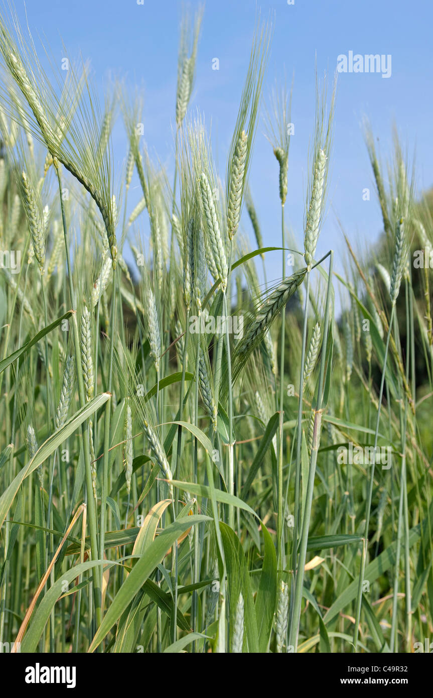 Triticum cultivated emmer wheat hires stock photography and images Alamy