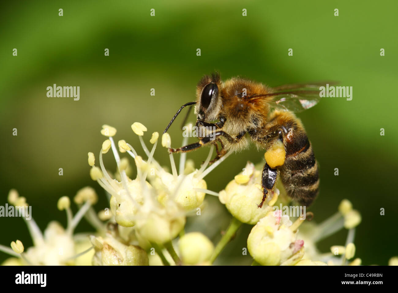Worker bee collects honey on a white flower Stock Photo