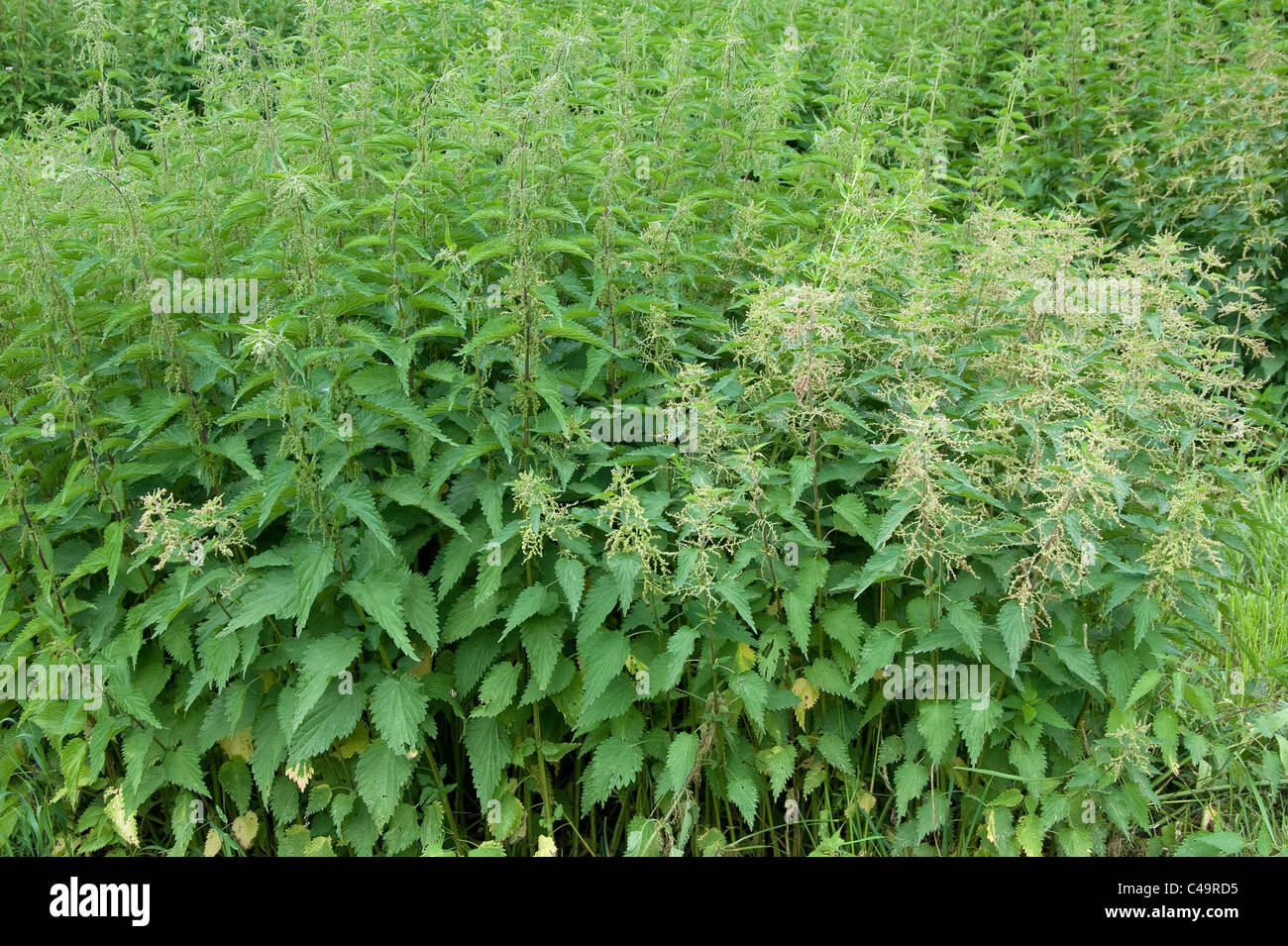 Nettle family hires stock photography and images Alamy