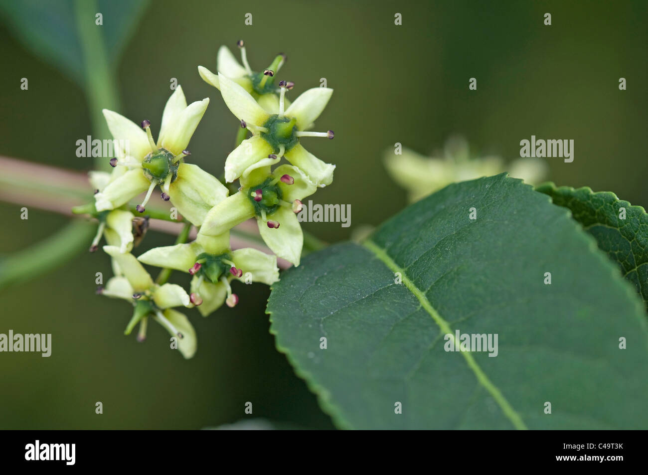 Cork Tree, Spindle (Euonymus phellomanus), flowering. Stock Photo