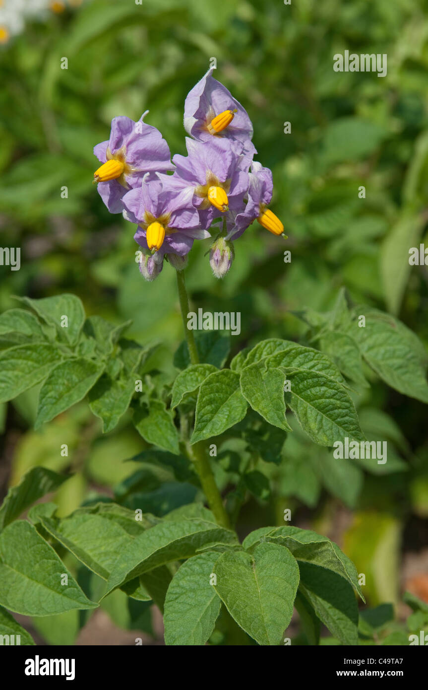 Potato (Solanum tuberosum), variety: La Ratte d' Ardeche, flowering. Stock Photo