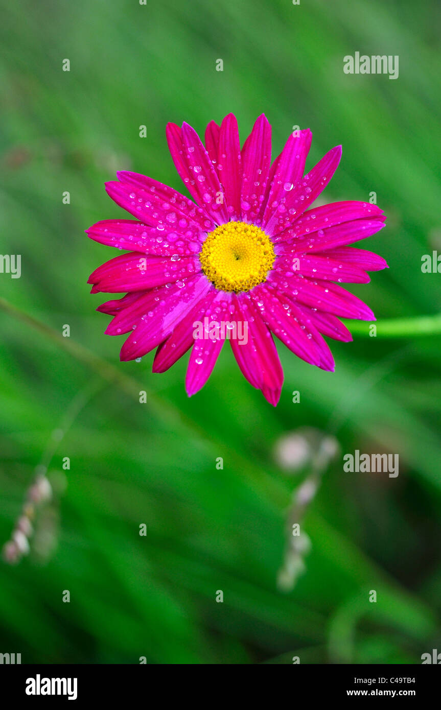 Pink flower of uk hi-res stock photography and images - Alamy