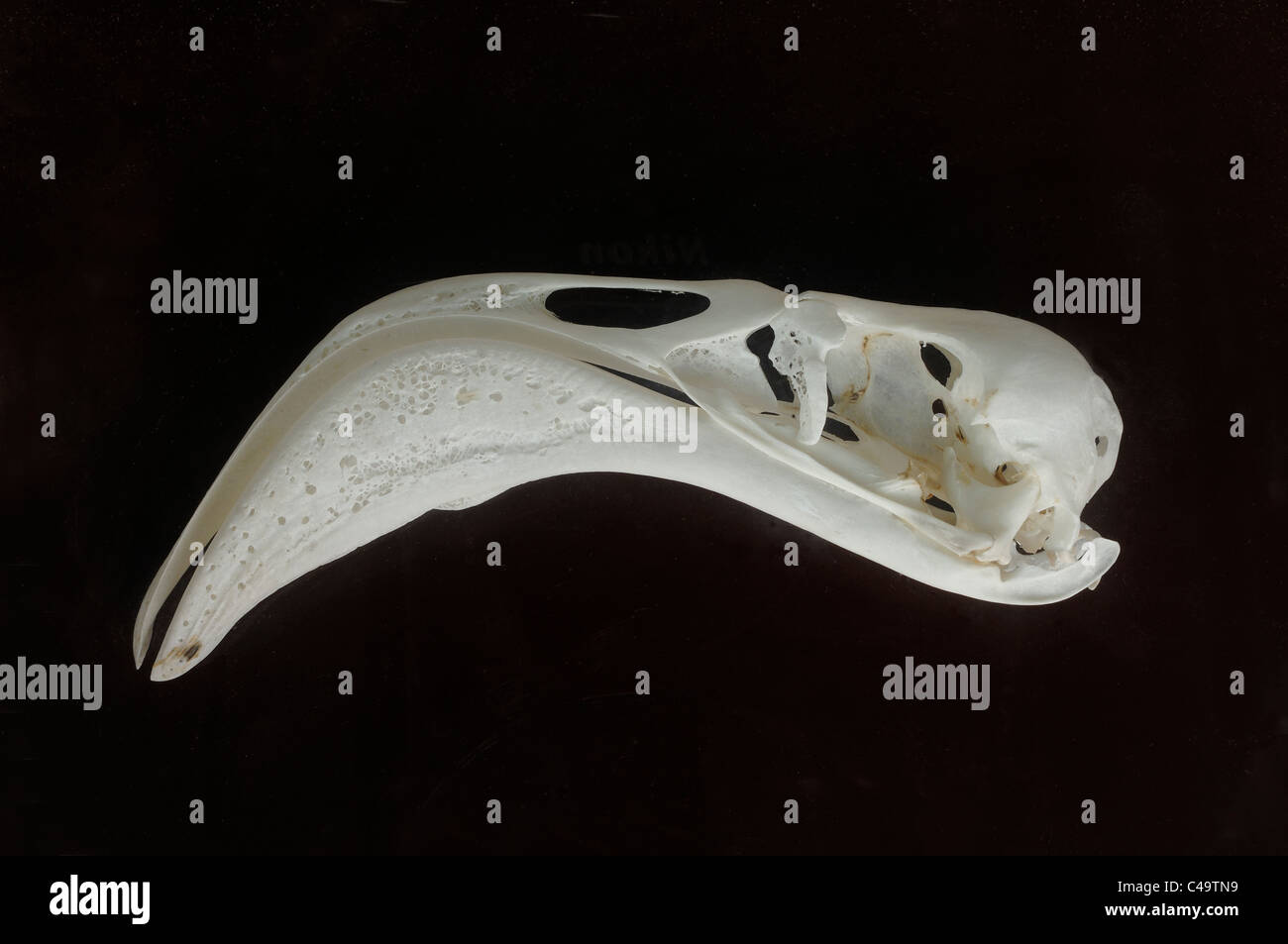 Greater Flamingo (Phoenicopterus ruber) Beak or Bill & Skull Stock Photo