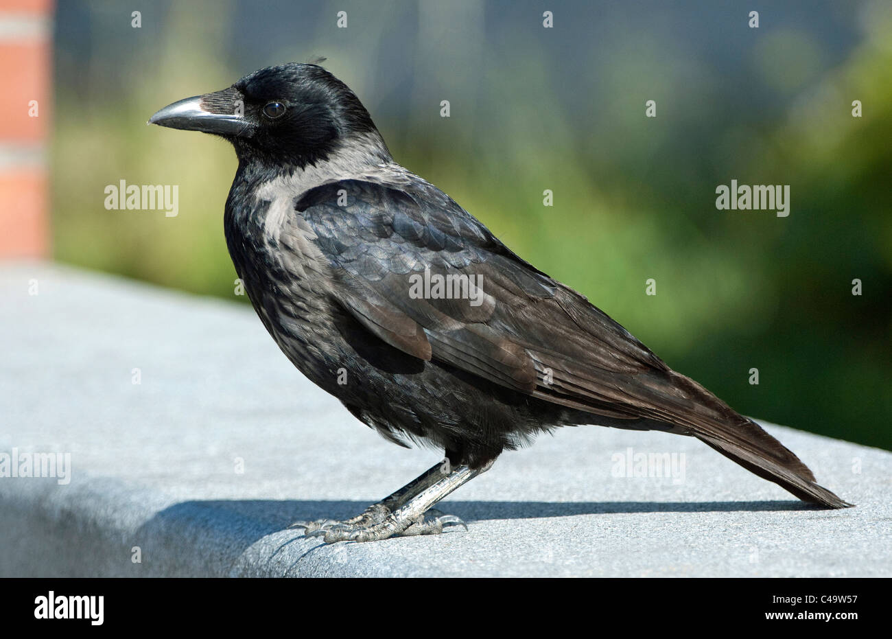Hooded Crow (Corvus corone cornix, Corvus cornix) standing on stone wall. Stock Photo
