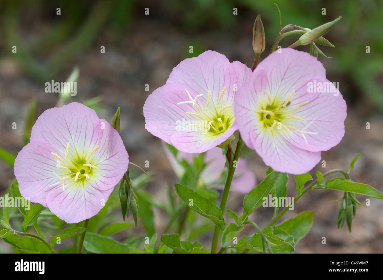 Pink Evening Primrose (Oenothera speciosa), flowering plant. Stock Photo