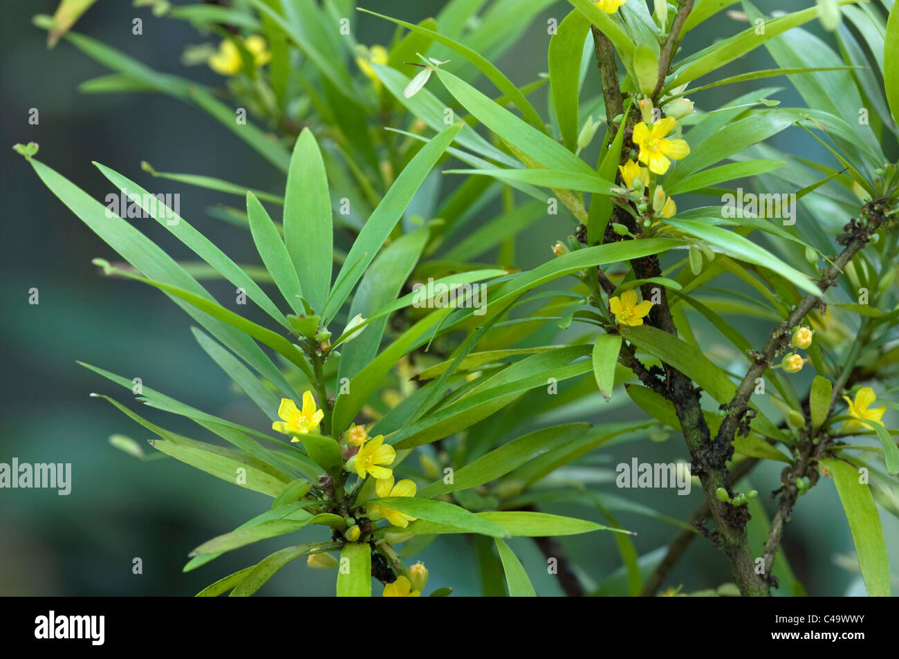 Brazilian Sorrel (Oxalis rusciformis), flowering twigs. Stock Photo