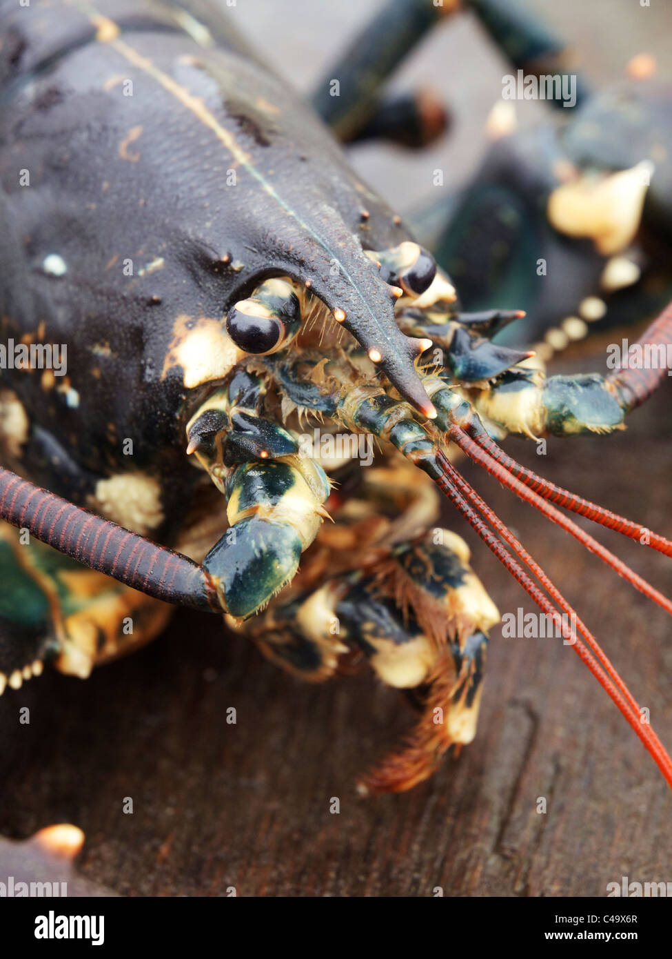 Lobster head hires stock photography and images Alamy