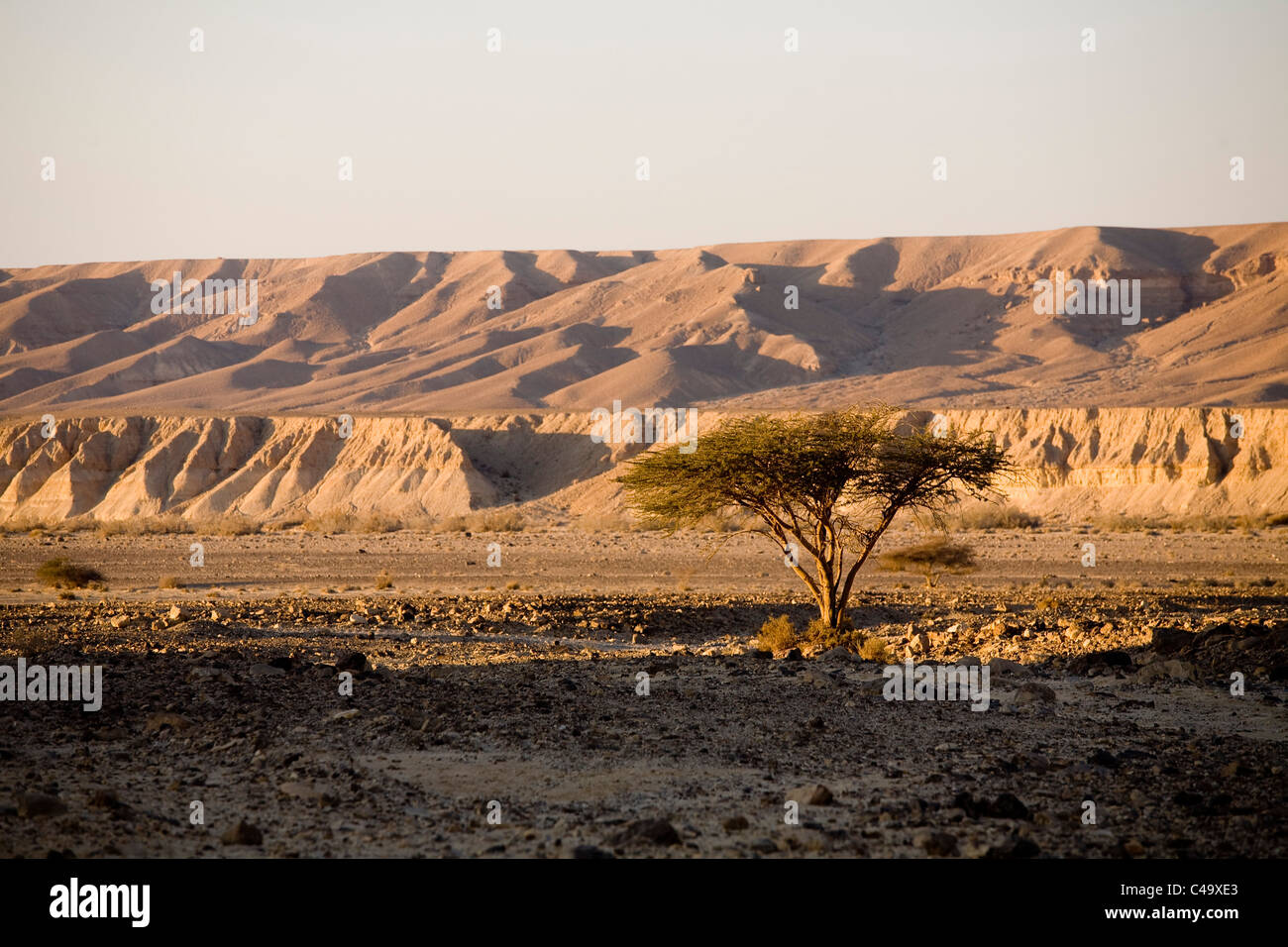 Photograph of a single tree in the middle of Arod stream in the Central Negev Stock Photo