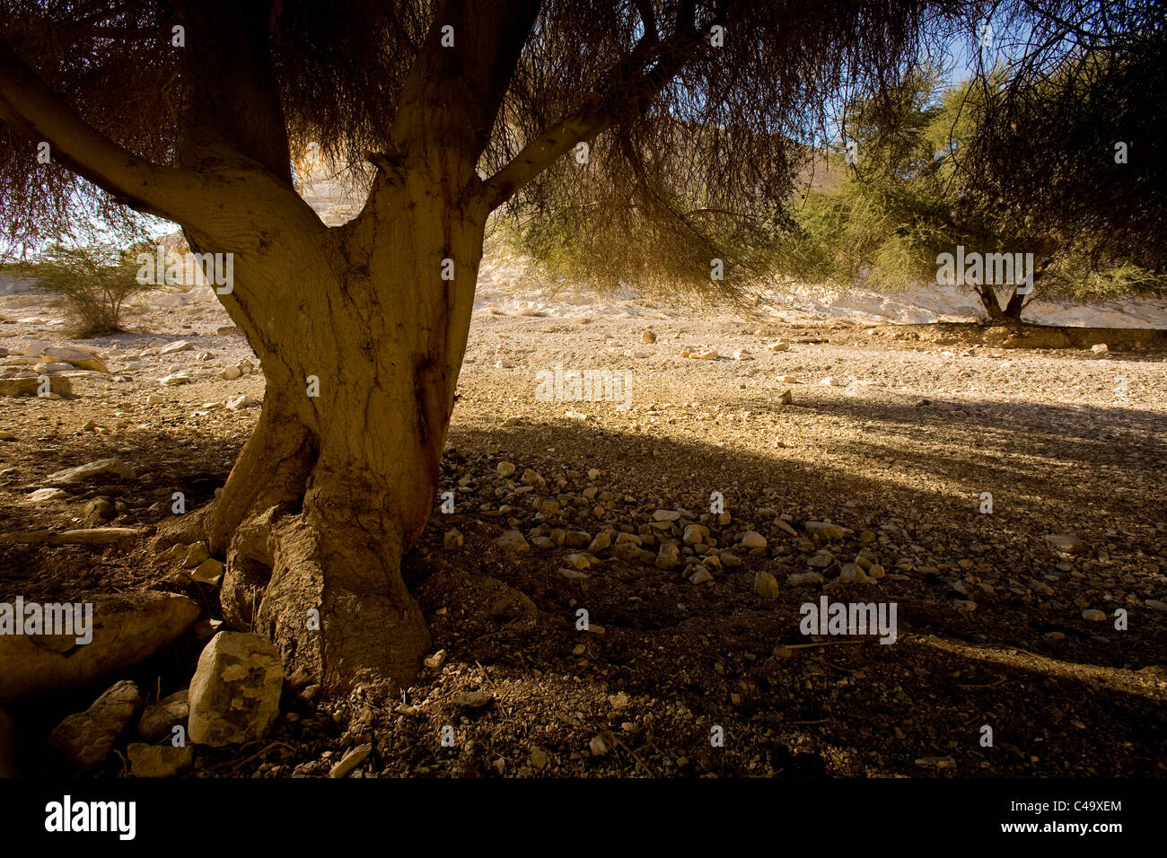 Photograph of a a grove in the middle of Arod stream in the Central Negev Stock Photo