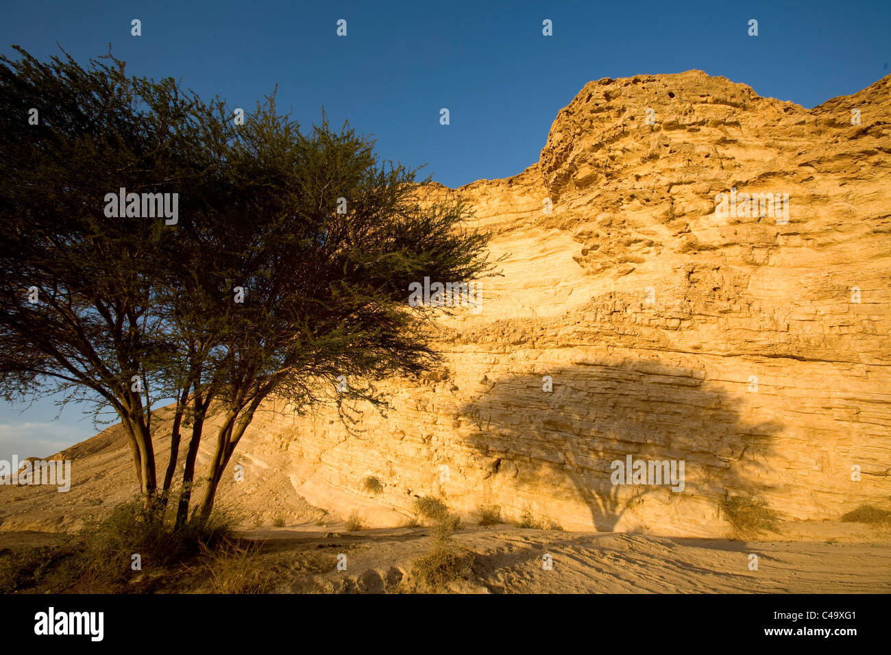 Photograph of a single tree in the middle of Arod stream in the Central Negev Stock Photo