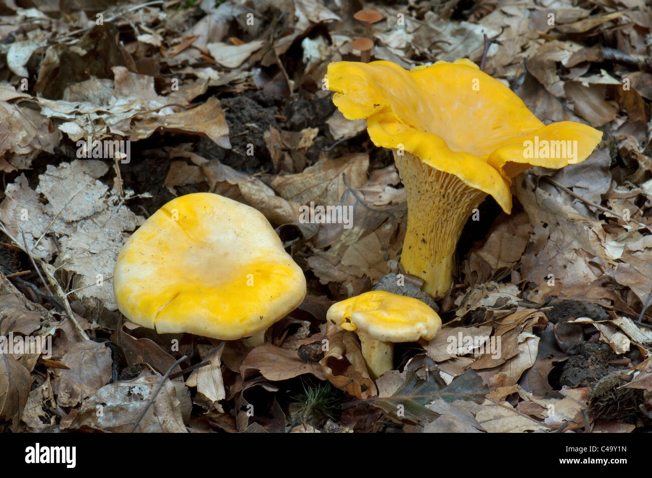 Yellow Chanterelle (Cantharellus cibarius). Mushrooms among leaves. Stock Photo