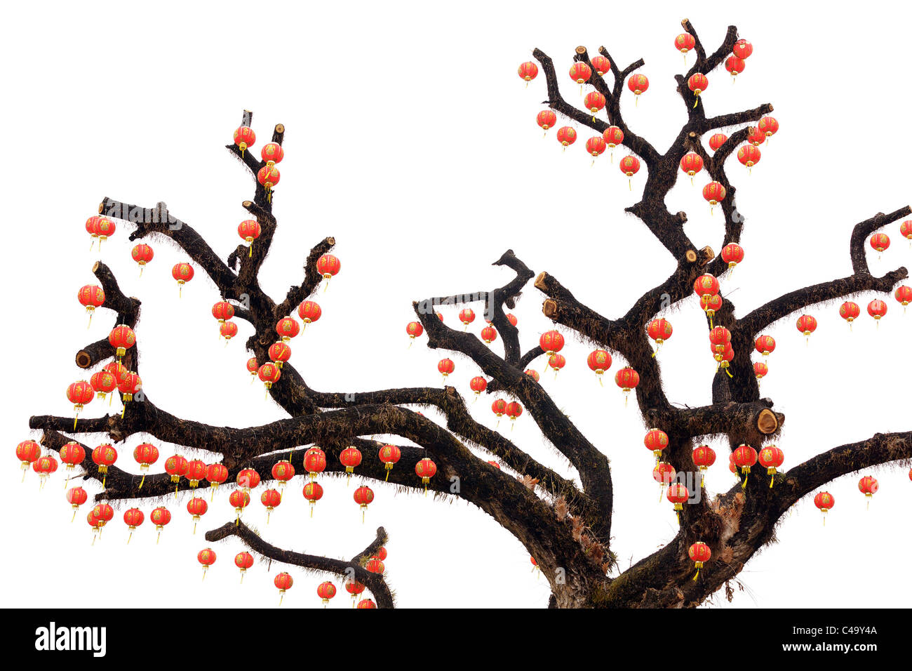 red chinese lanterns hanging on tree isolated on white background Stock ...