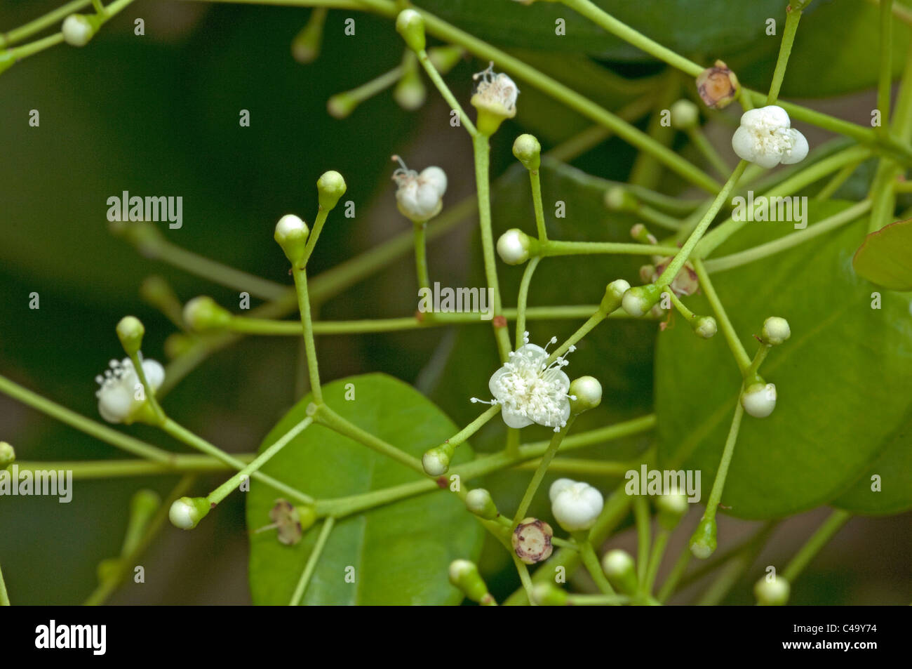 Allspice, Jamaica Pepper (Pimenta dioica, Pimenta officinalis