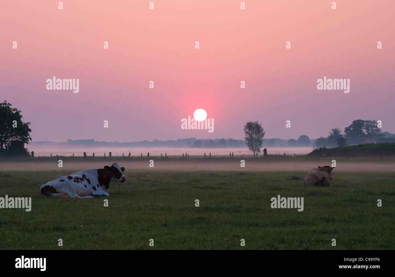 cows in dutch meadow at sunrise Stock Photo
