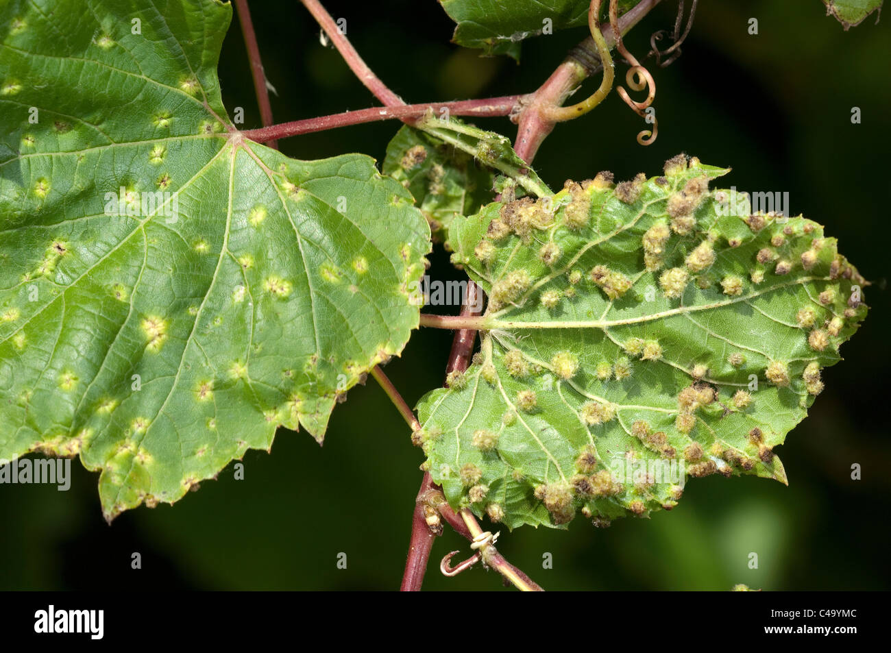 Vine Louse, Grape Phylloxera (Viteus vitifoliae) .Damaged leaves of