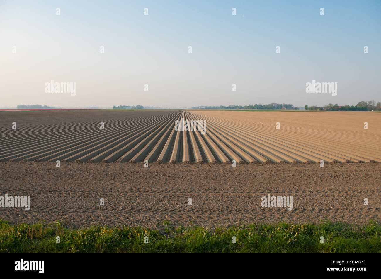 plowed field with straight furrows in the netherlands Stock Photo