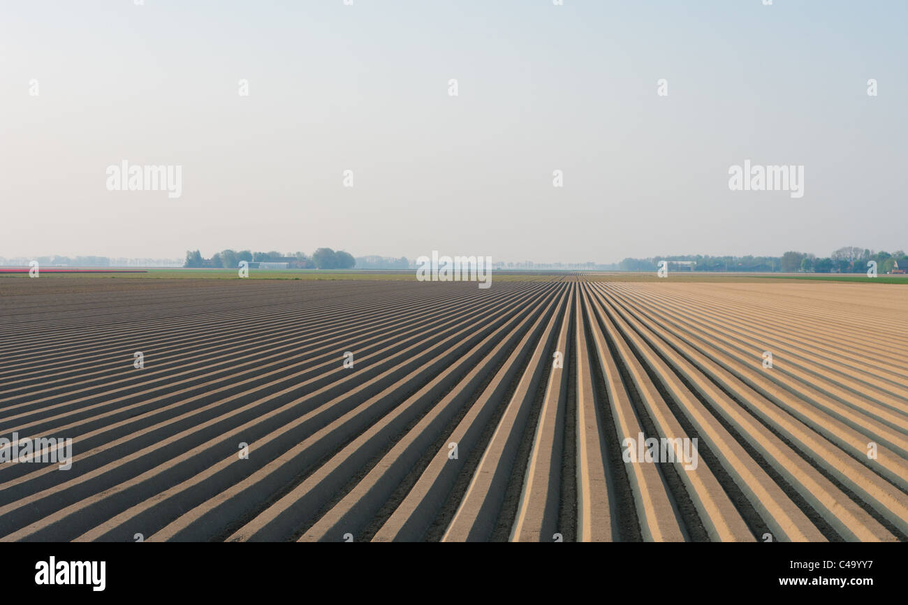 plowed field with straight furrows in the netherlands Stock Photo