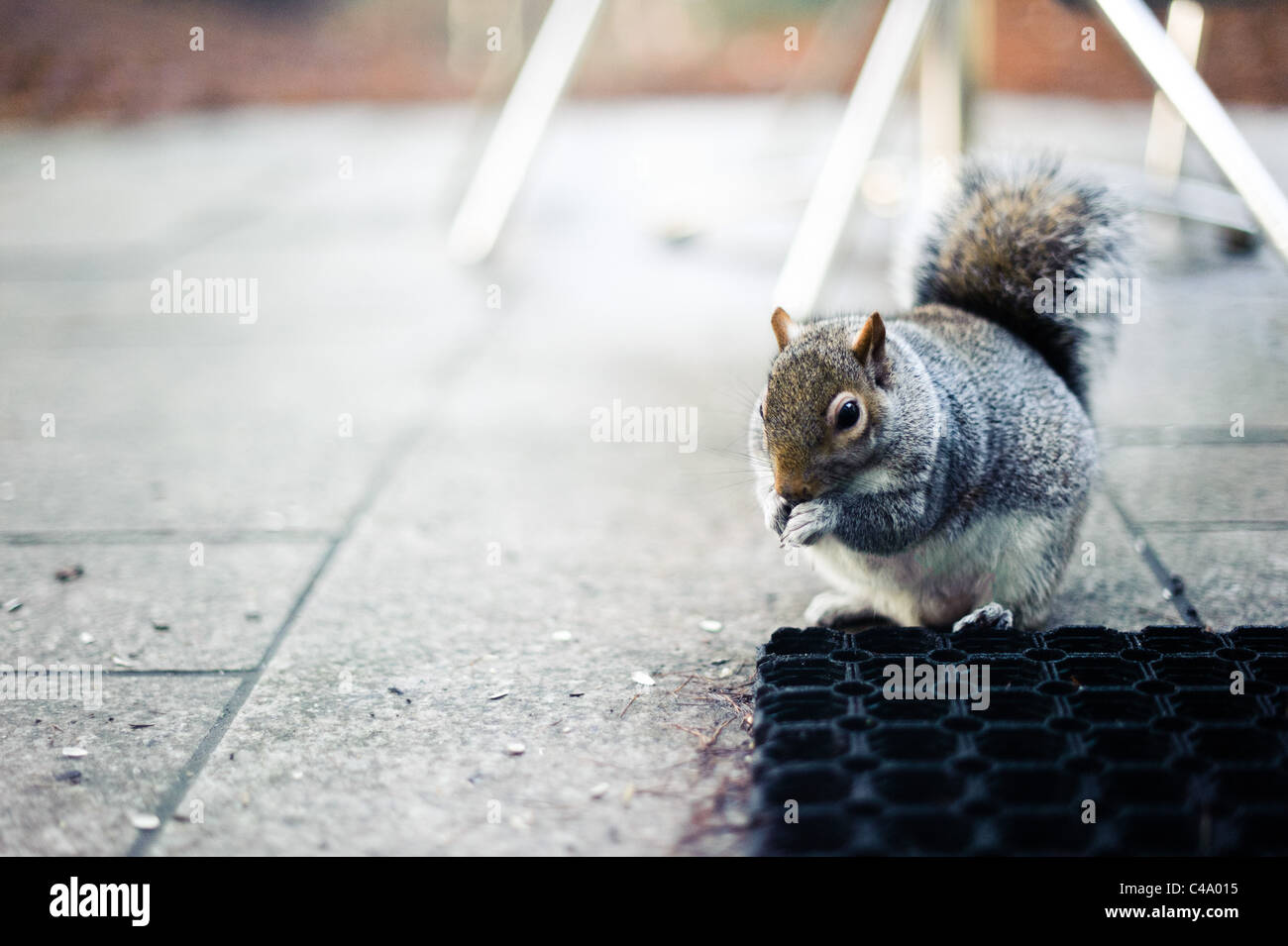 A grey squirrel on its hind legs eating bird seed on a paved patio area