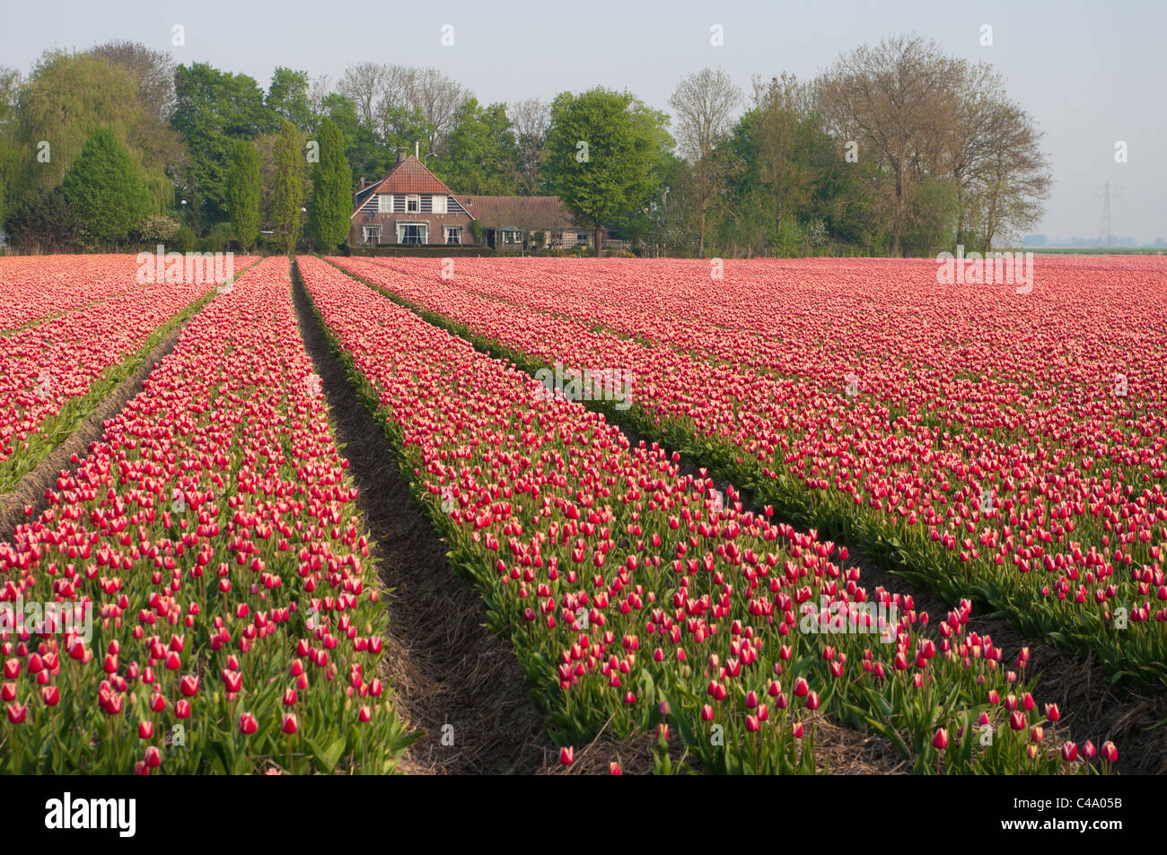 rows with red tulips in front of a farm-house Stock Photo - Alamy