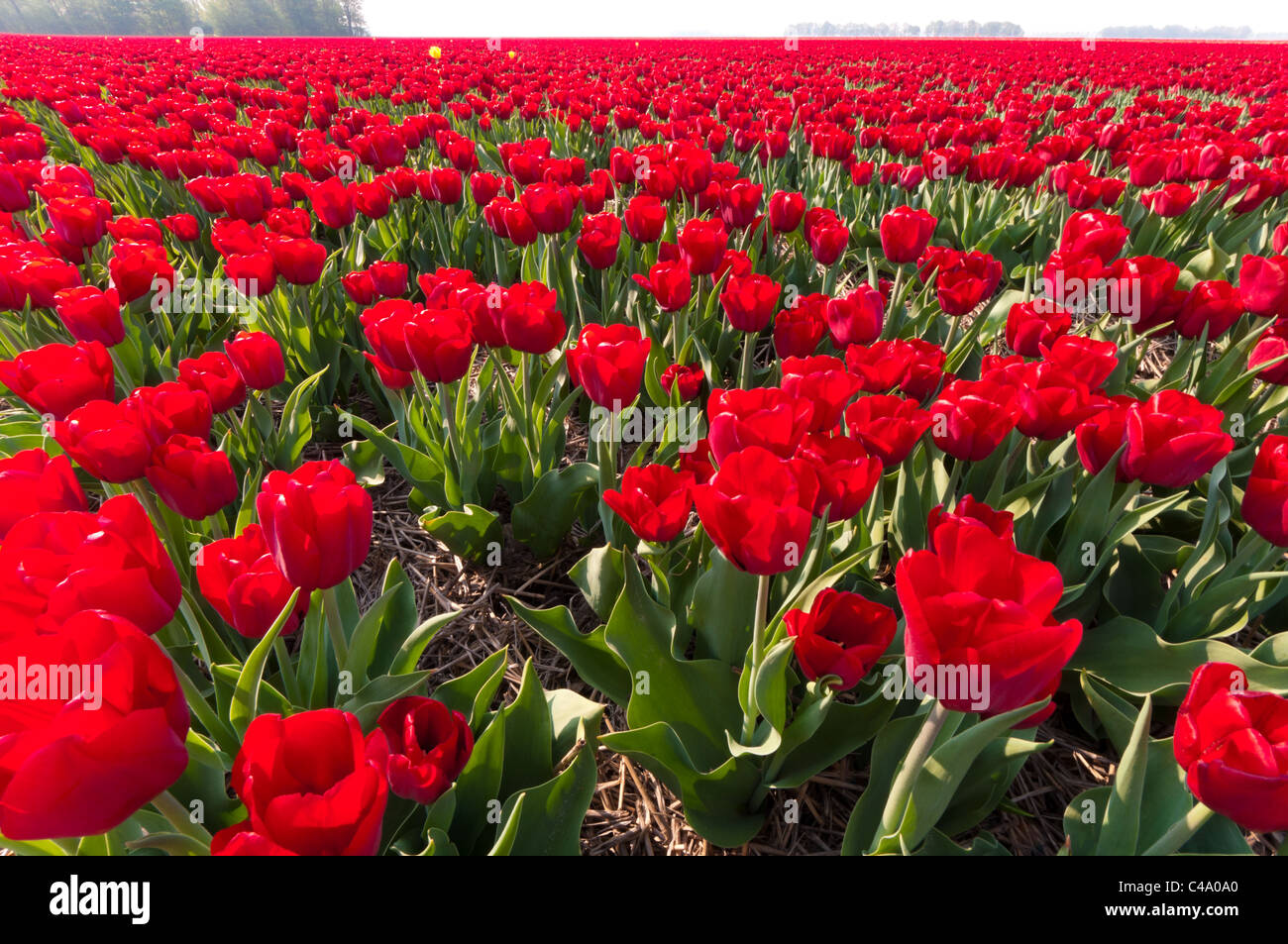 beautiful red tulips in the Noordoostpolder, netherlands Stock Photo ...