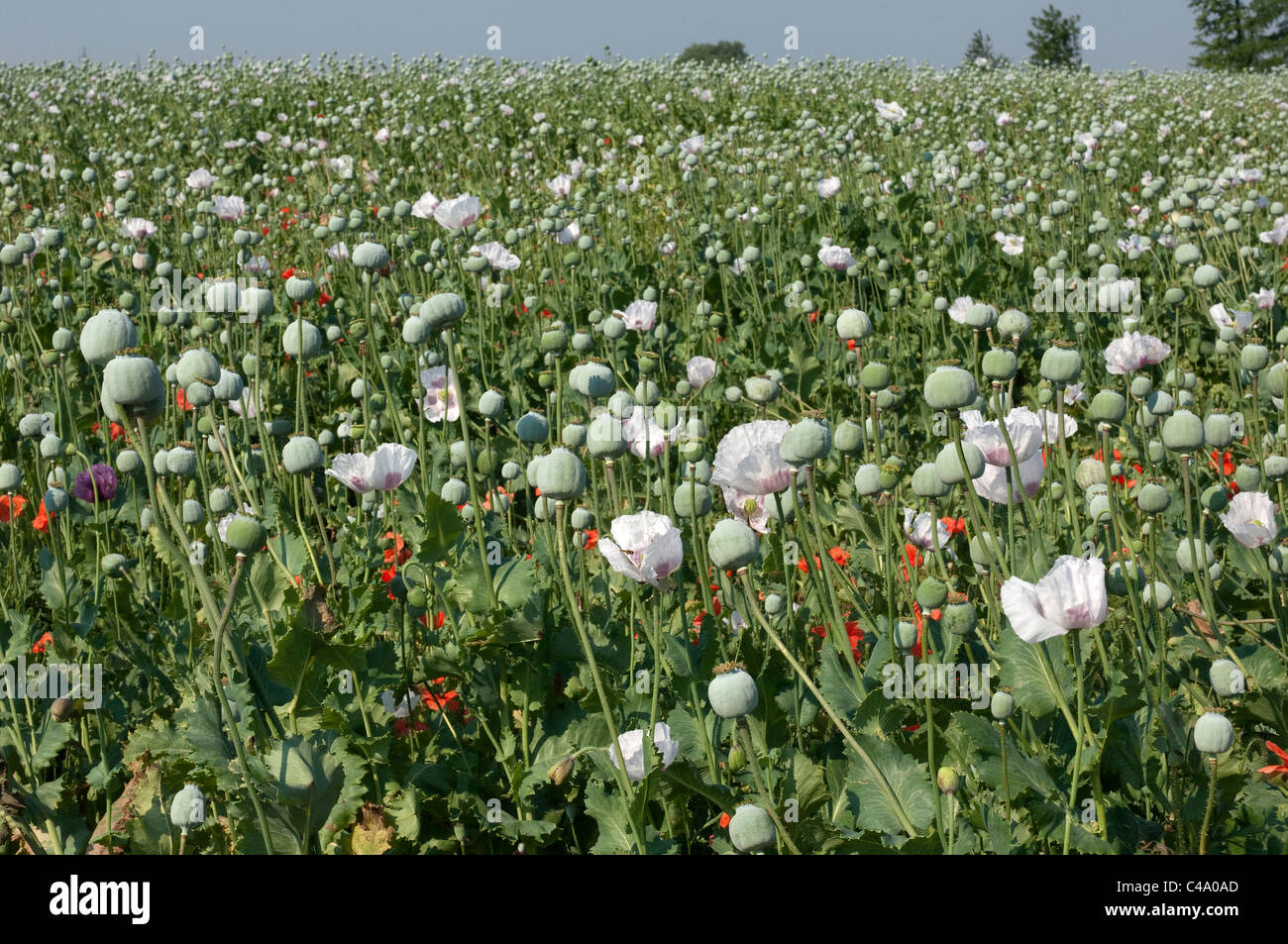 Opium Poppy (Papaver somniferum). Flowering field, Hungary. Stock Photo