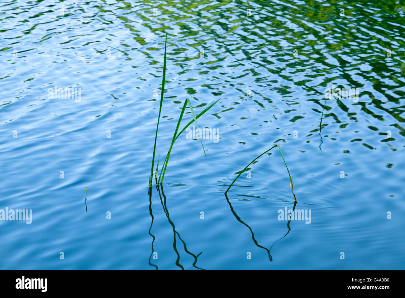 A few reeds sticking up through rippling water, UK Stock Photo