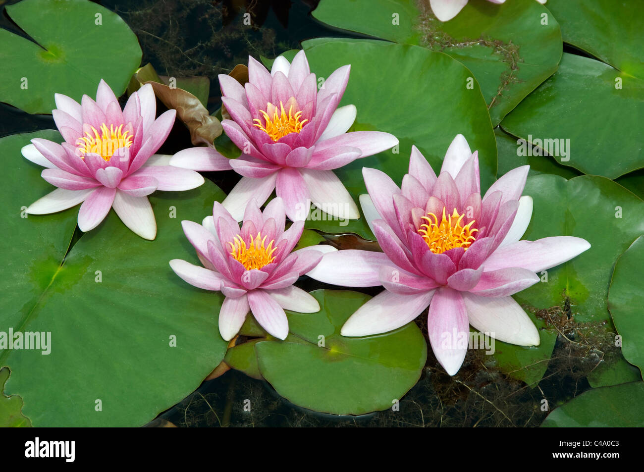 Water Lily (Nymphaea Attraction), flowers. Stock Photo