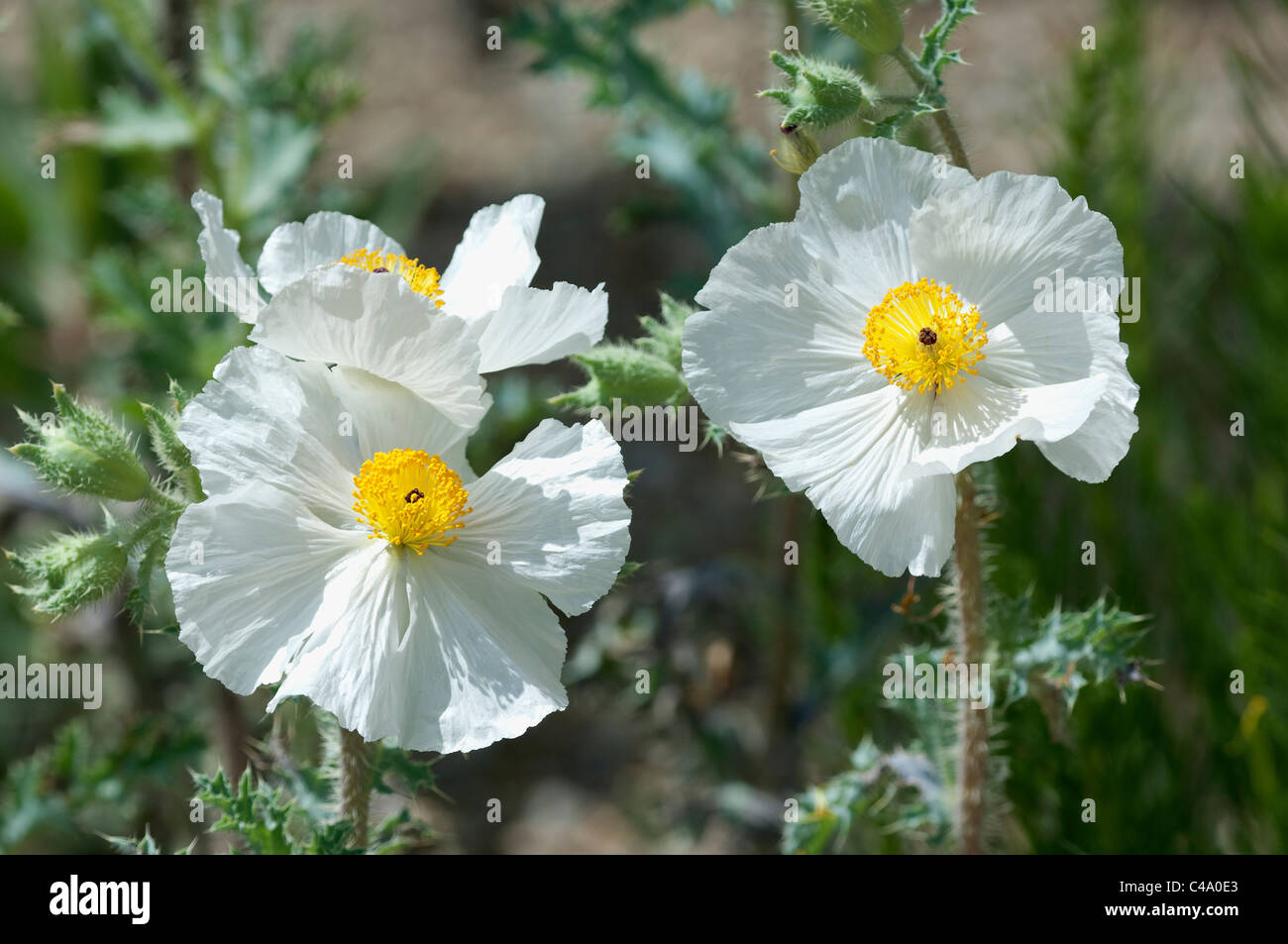 Flatbud Prickly Poppy, Chicalote. (Argemone munita), flowering. Stock Photo