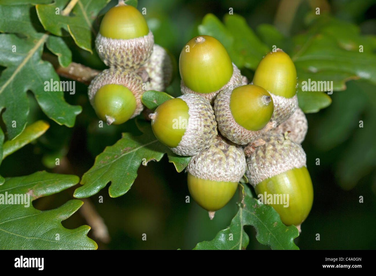 Sessile Oak, Durmast Oak (Quercus petraea, Quercus sessilis). Unripe acorns. Stock Photo
