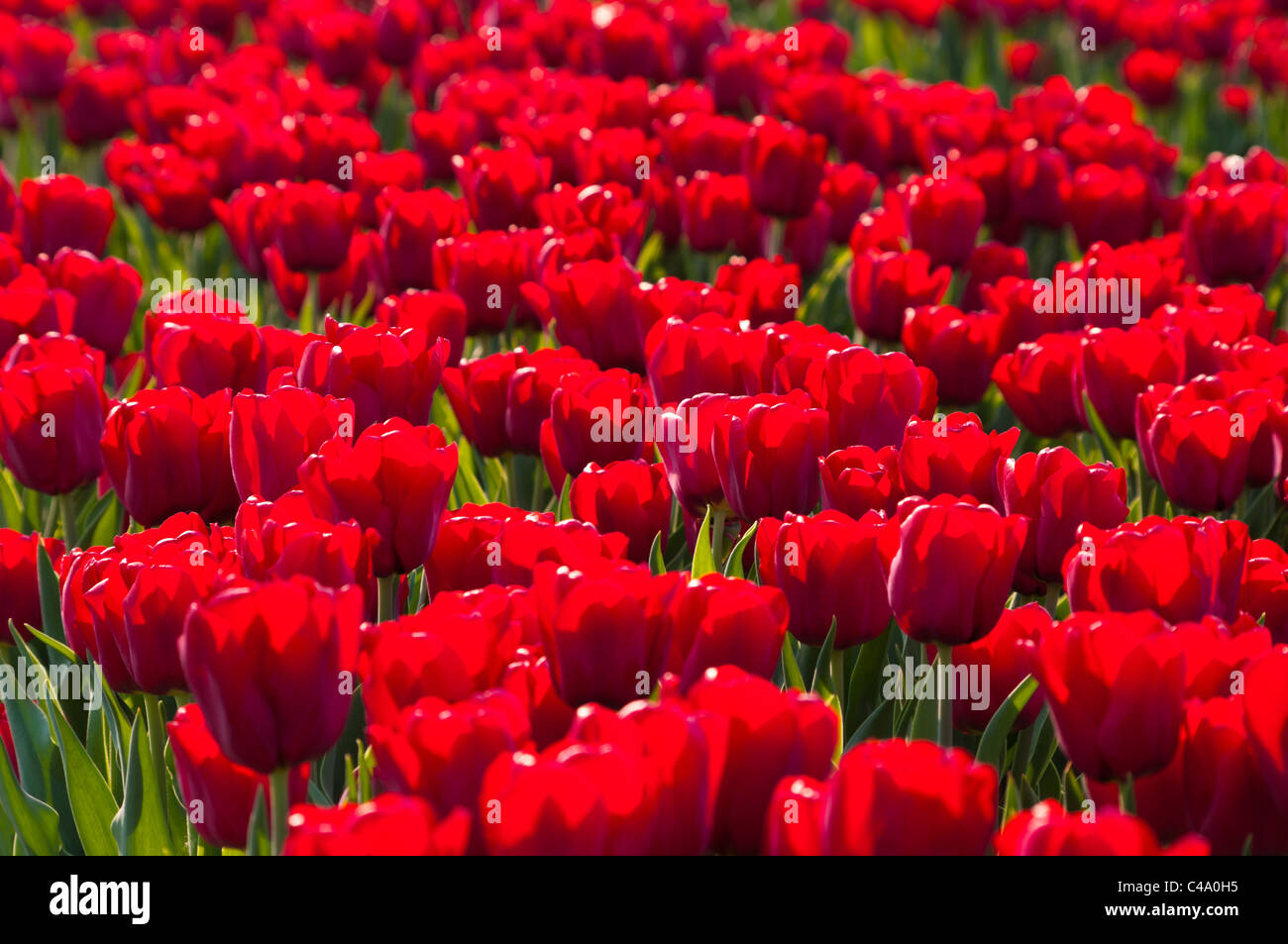 beautiful red tulips in the Noordoostpolder, netherlands Stock Photo ...