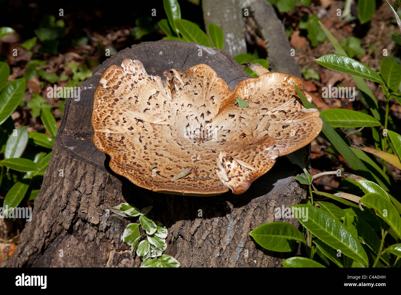 Tree stump fungi fungus mushroom Stock Photo