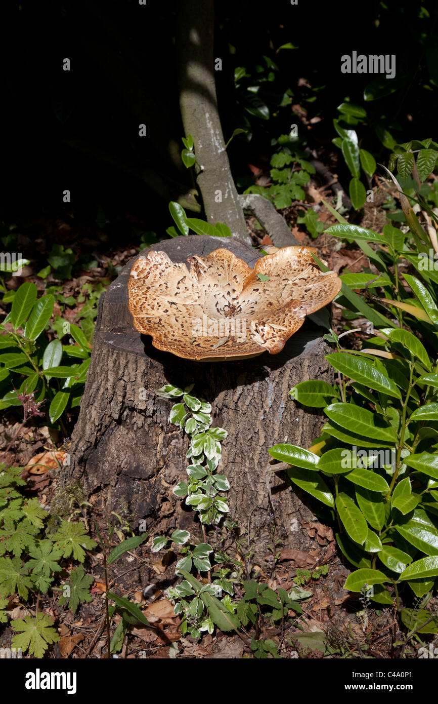 Tree Fungi Stock Photo