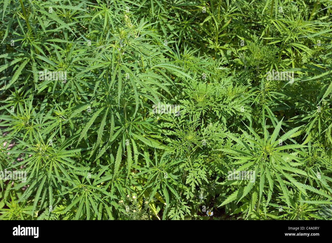 Annual Ragweed, Common Ragweed (Ambrosia artemisiifolia). Young plants. Stock Photo