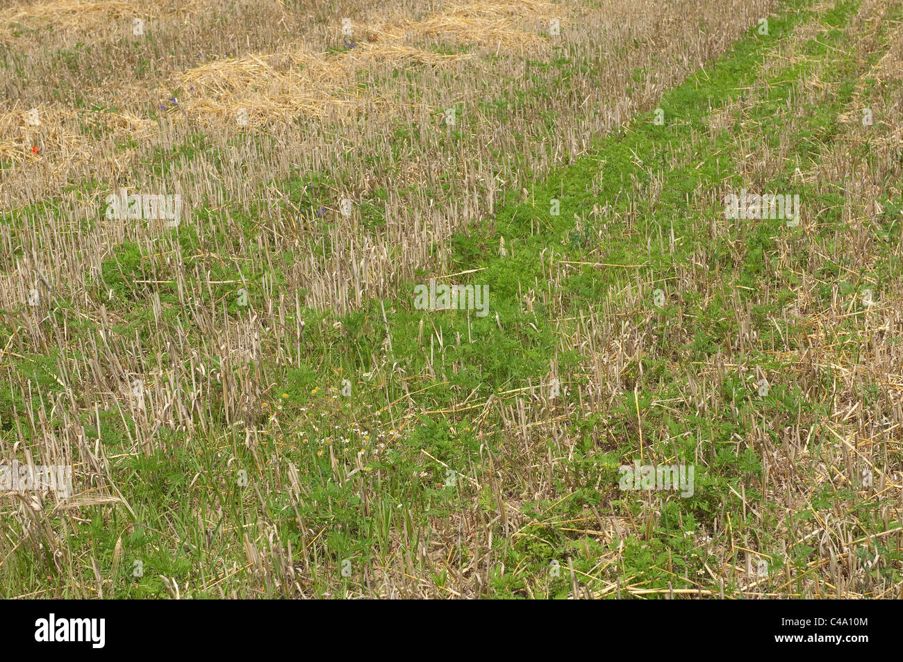 Annual Ragweed, Common Ragweed (Ambrosia artemisiifolia). Young plants on a harvested cornfield. Stock Photo