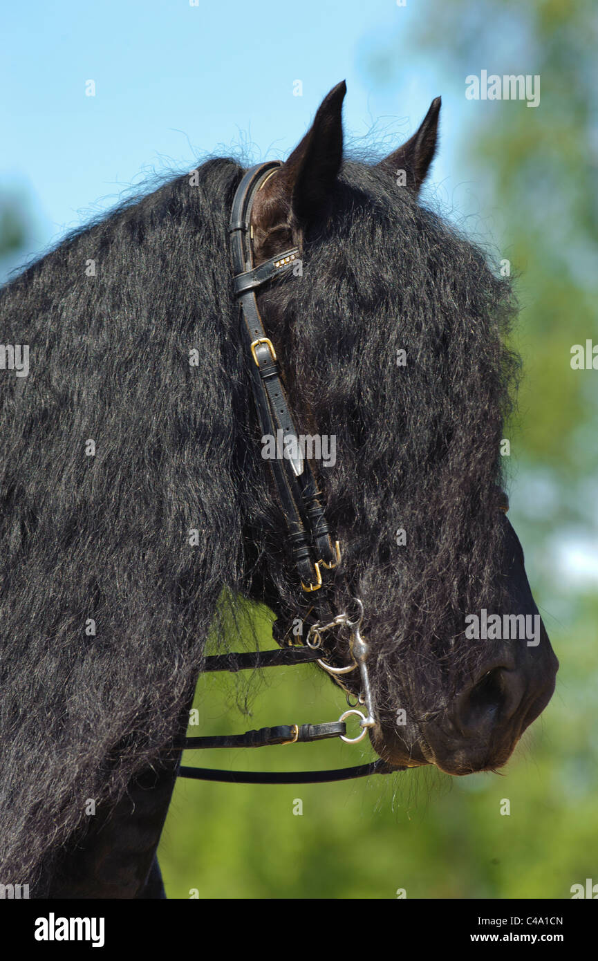 portrait of horse breed Friese Stock Photo
