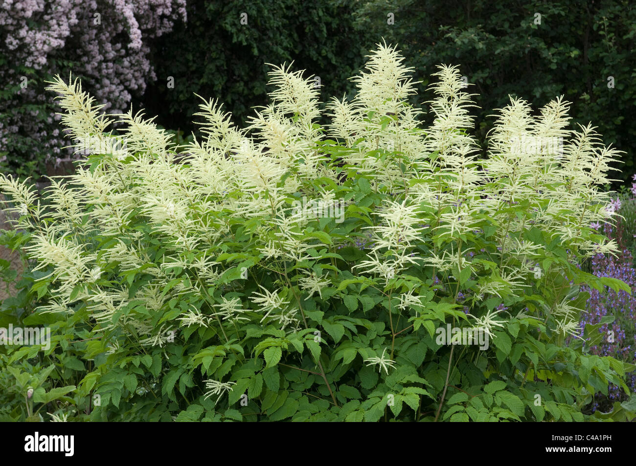Goats Beard (Aruncus dioicus), flowering plant Stock Photo Alamy