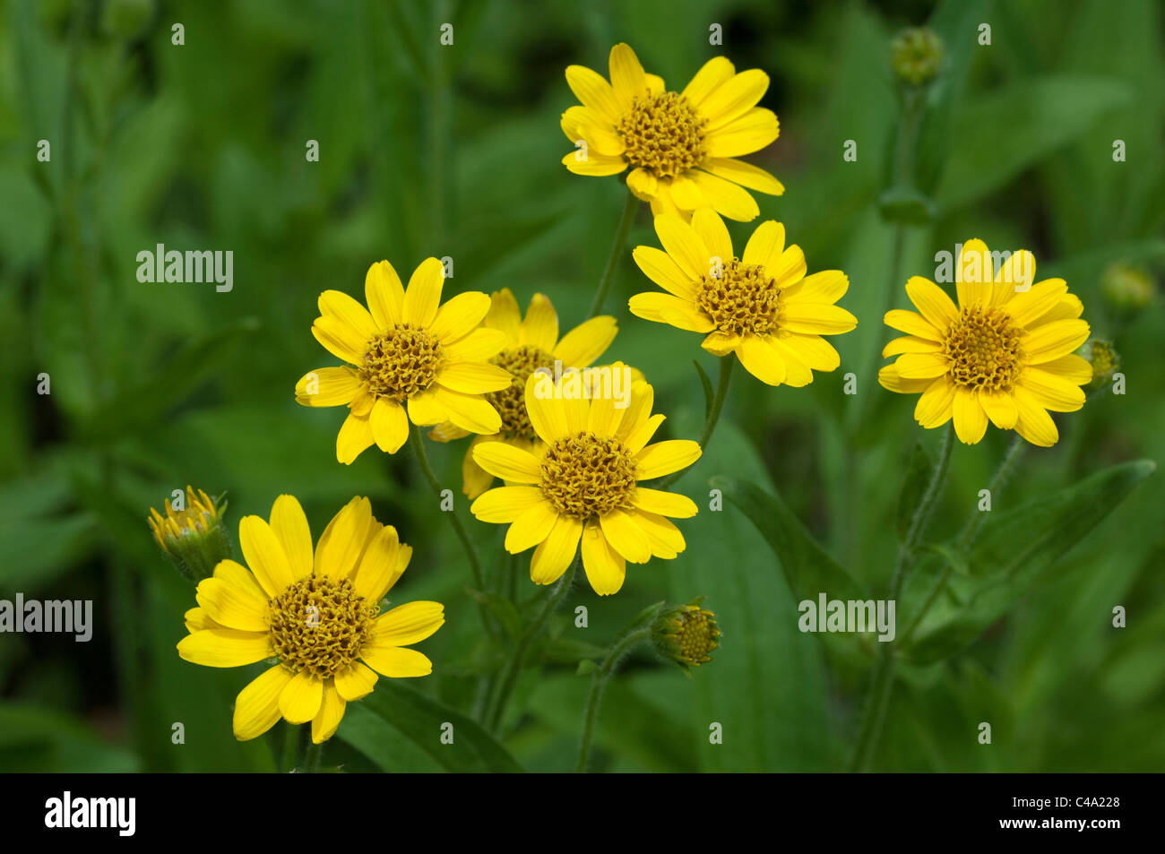 Chamisso Arnica, Silver Arnica (Arnica chamissonis), flowering. Stock Photo