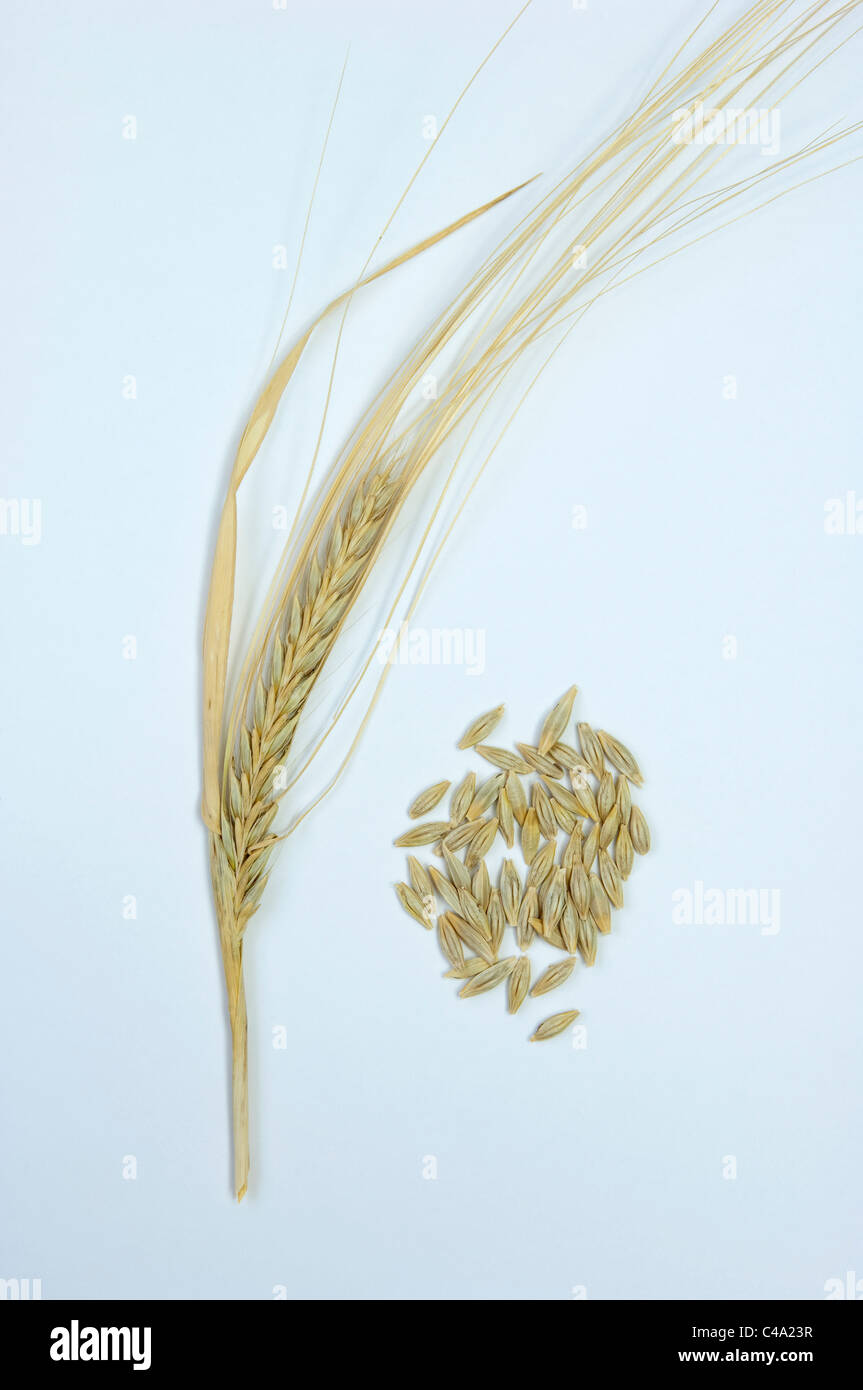 Wild Barley (Hordeum vulgare subsp. spontaneum), ripe ear and seeds. Studio picture against a white background. Stock Photo