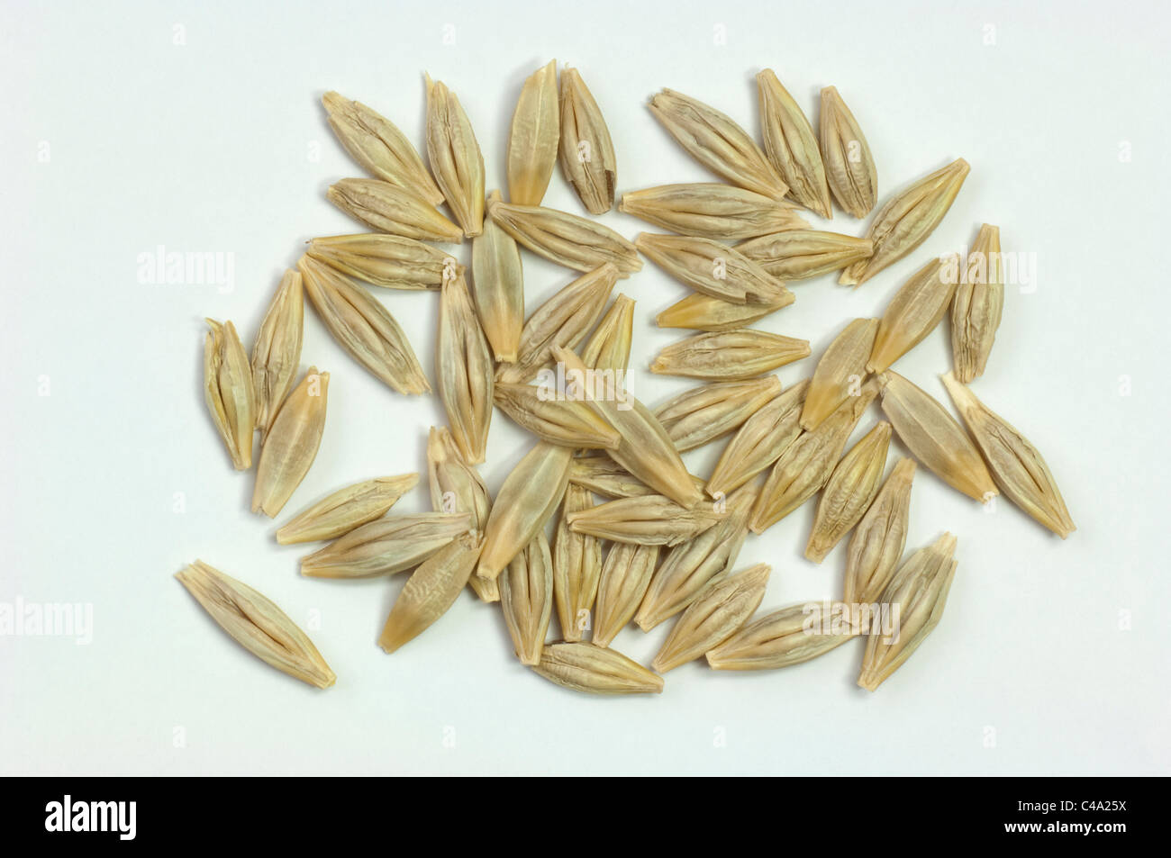 Wild Barley (Hordeum vulgare subsp. spontaneum), seeds. Studio picture