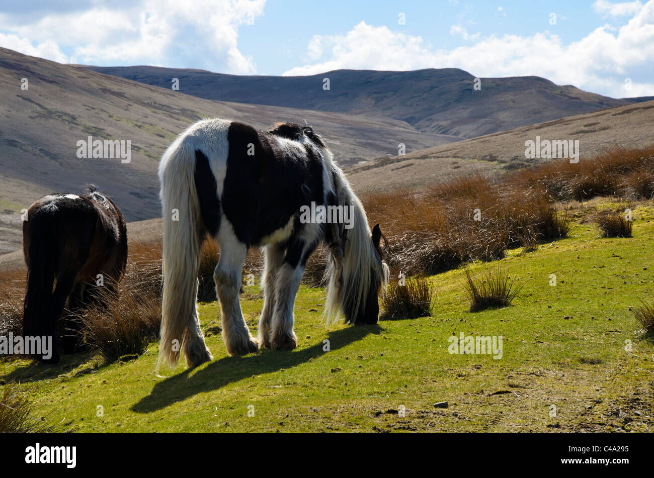 Feral ponies on the northern slopes of the Howgill Fells, Cumbria Stock Photo